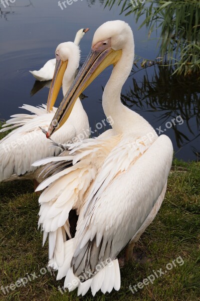 Pelican Bird Animal Feathered Winged