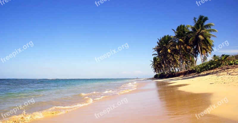 Dominican Republic Punta Cana Beach Coconut Trees Sand