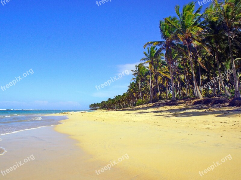 Dominican Republic Punta Cana Beach Coconut Trees Sand