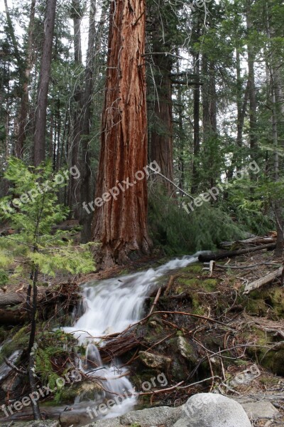 Yosemite Forest Park Nature National