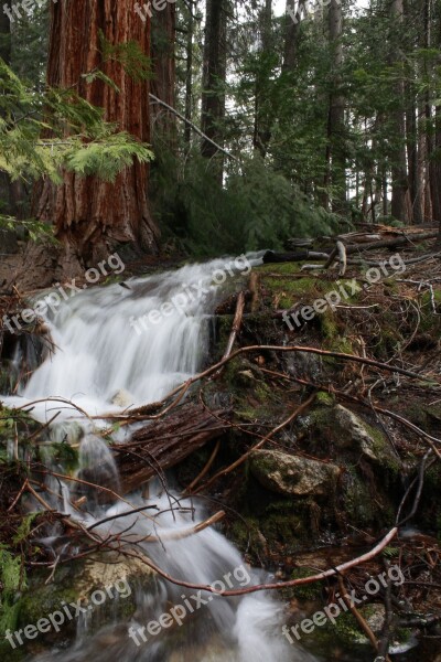 Yosemite Forest Park Nature National