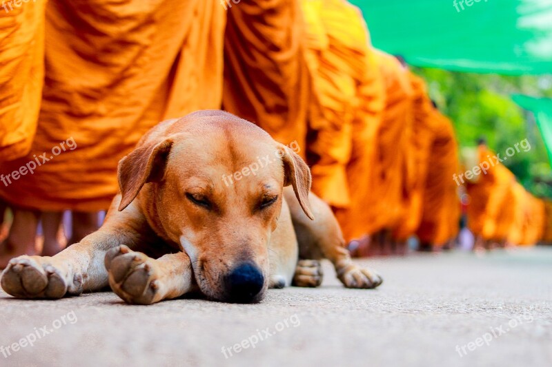 Dog Cute พระ White Feather Mastiff