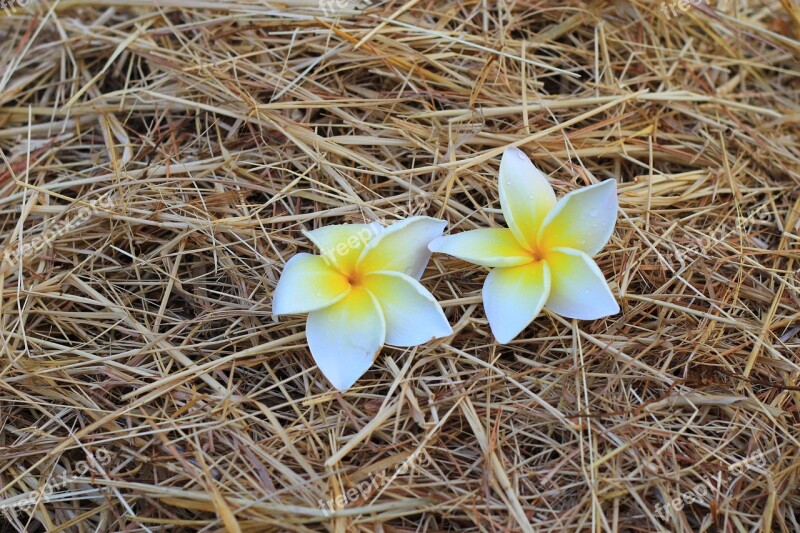 Flowers Morning In The Morning Holidays Beverage