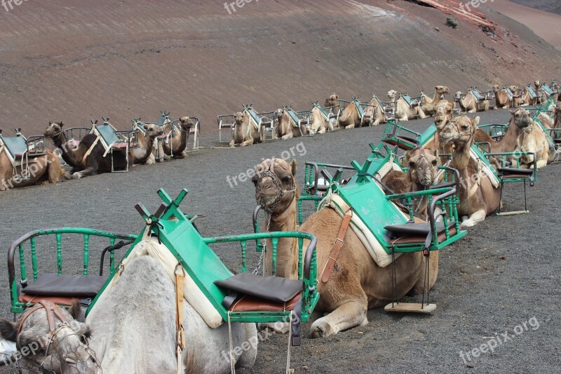 Camels Camel Train Morocco Tourism Animal