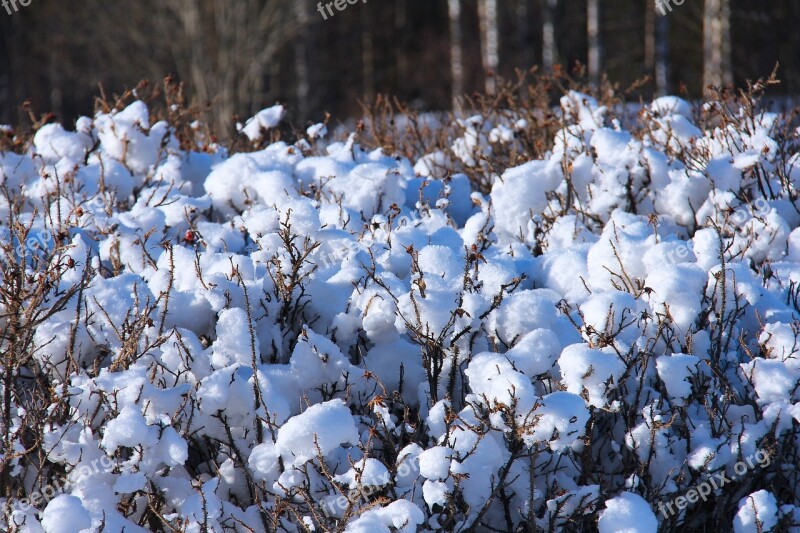 Snow Winter Cold Beautiful White