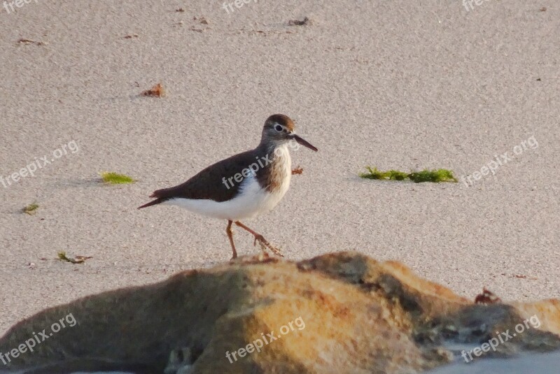 Bird Sandpiper Common Sandpiper Actitis Hypoleucos Palearctic Wader