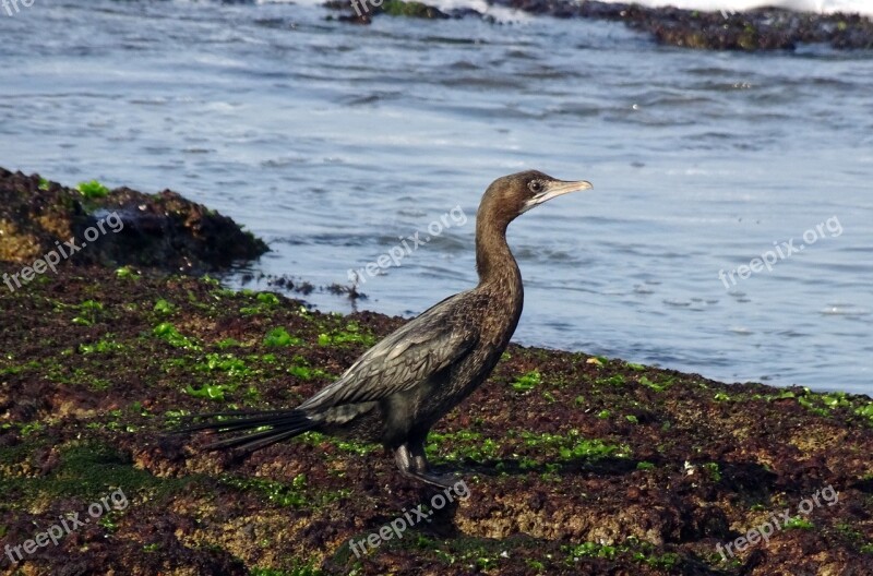 Bird Little Cormorant Microcarbo Niger Seabird Wildlife