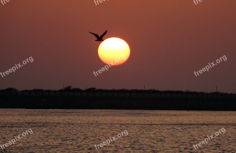 Sunset Bird Gull Flying Sea