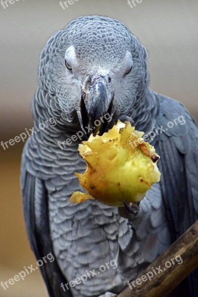 African Grey Parrot Bird Eating Free Photos