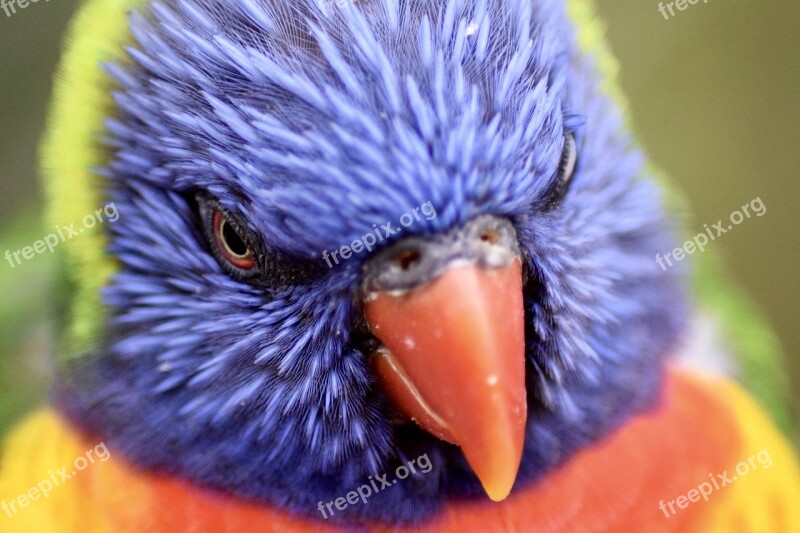 Lori Bird Colorful Close Up Free Photos