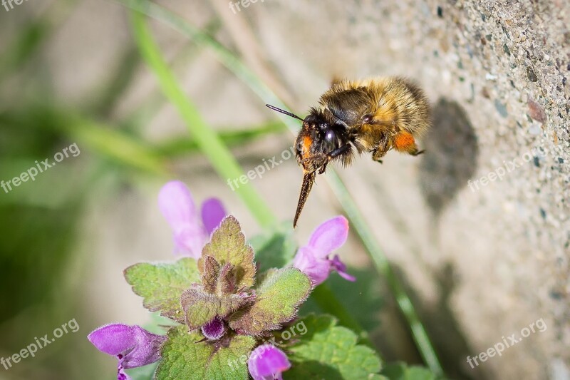 Hummel Acker Hummel Blossom Bloom Sprinkle