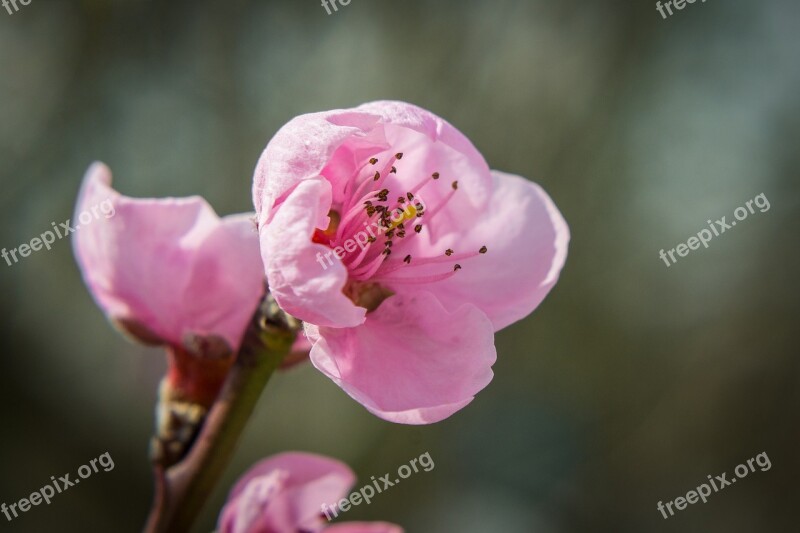 Blossom Bloom Spring Nectarine Nature