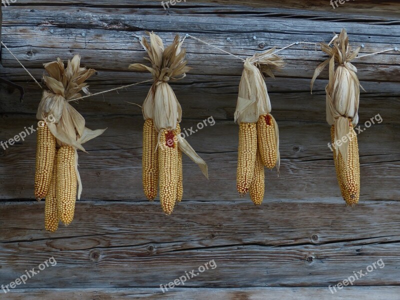 Corn Autumn Corn On The Cob Harvest Grain