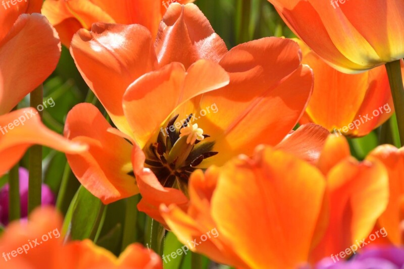 Flowers Gardens Spring Pistils Nature Summer Flowers