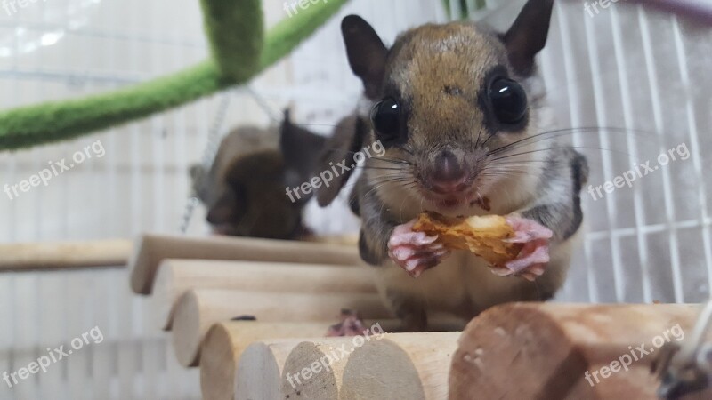 The Sky Squirrel Flying Squirrel Acorn Pet Dining