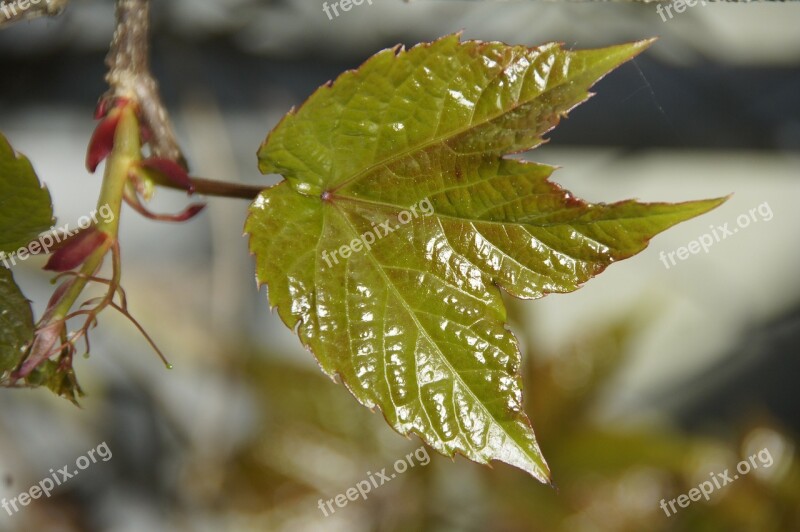 Leaf Spring Fresh First Leaves Green