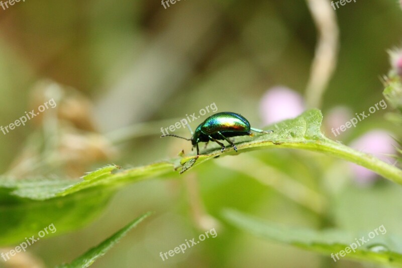 Scarab Color Green Insect Nature