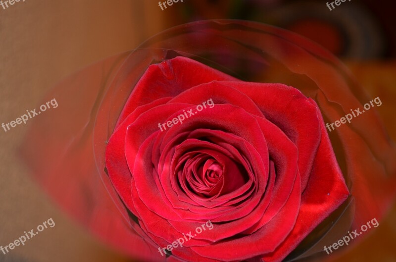 Rose Red Rose Beautiful Flower One Rose Red