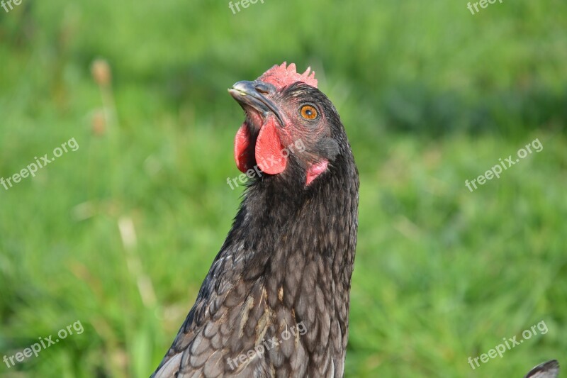 Hen Ash Nature Free Photos