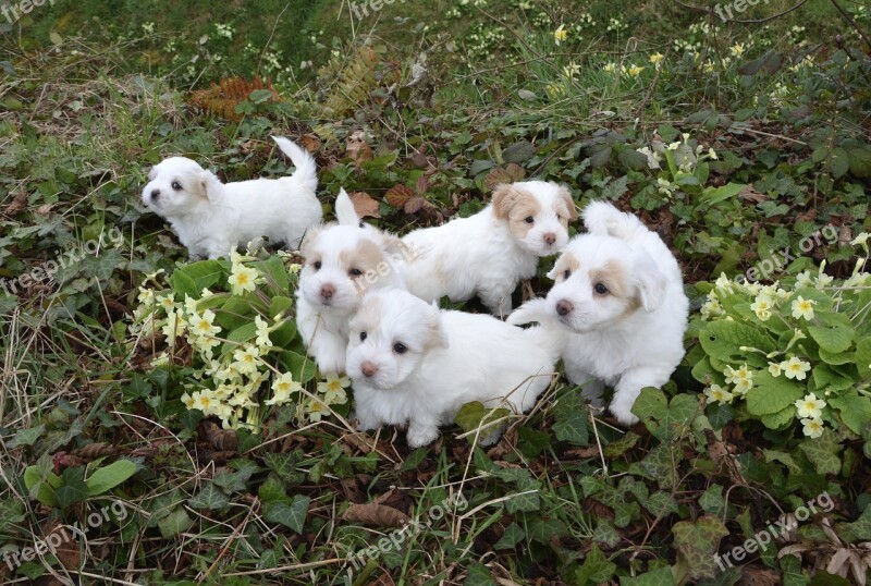 Dogs Puppies White Animal Petit