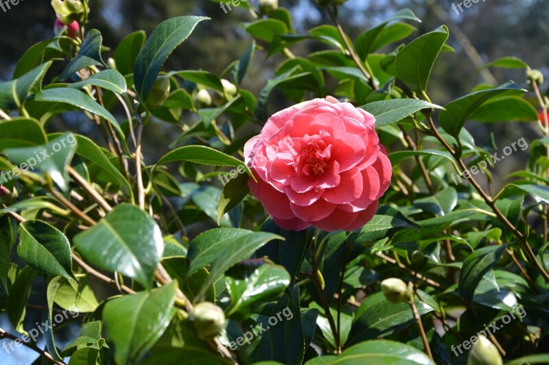 Flower Leaves Nature Pink Spring