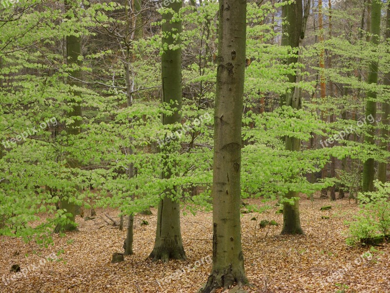 Book Palatinate Forest Spring Mixed Forest Beech Wood