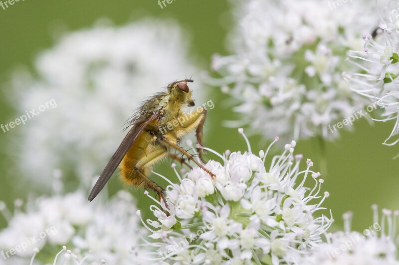 Insect Hairy Fly Nature Close Up