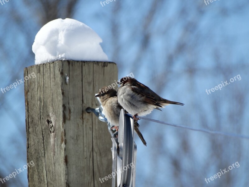 Birds Sparrows Winter Free Photos