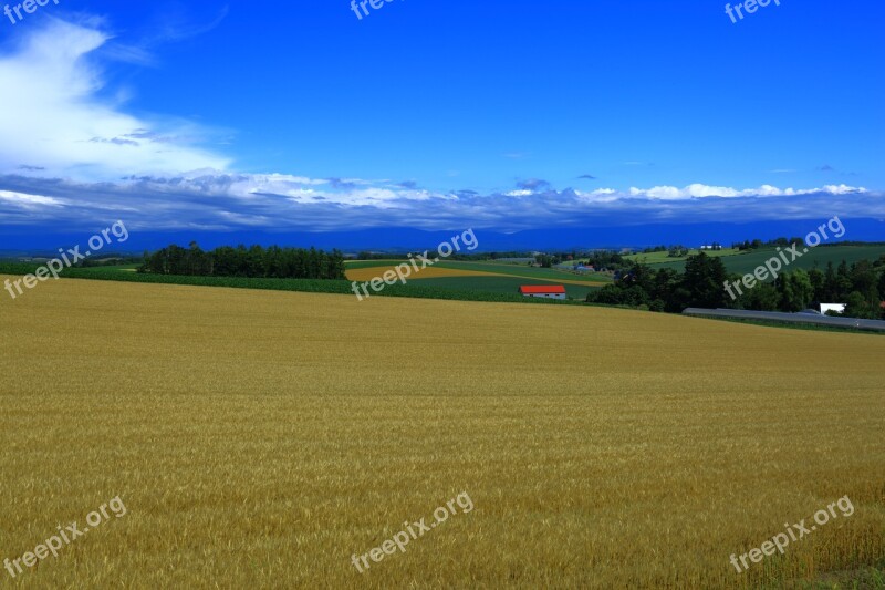 Autumn Wheat Wheat Fields Harvest In The Fall