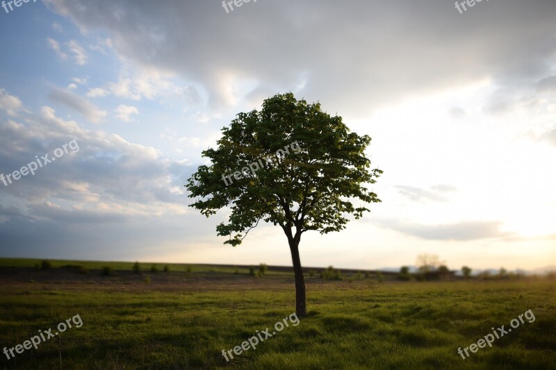 Tree Meadows Grass Free Photos