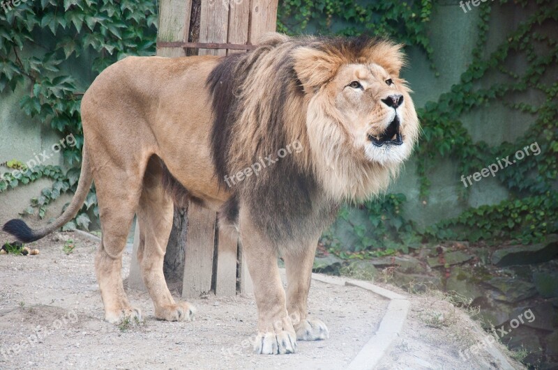 The Lion Animal Zoo Cat Africa