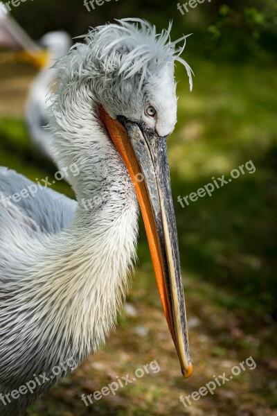 Pelikan Lennon Dalmatian Pelican Bill Hairstyle