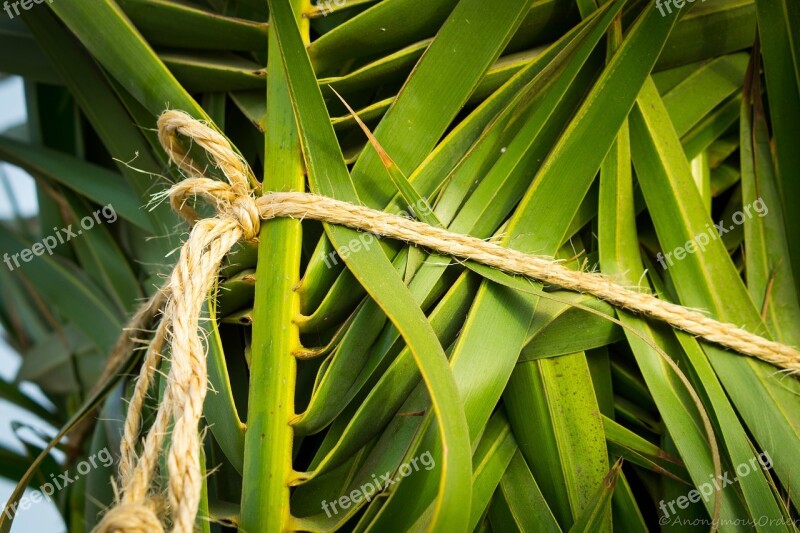 Palm Tree Tropical Green Nature Palm