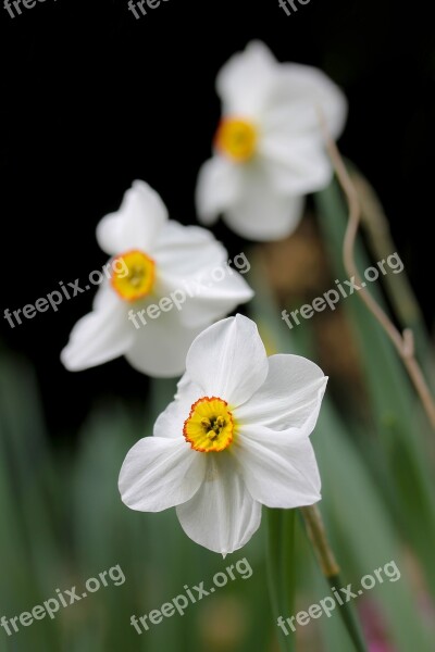 Daffodil White Daffodil Spring Flower Bulbous Plant Spring