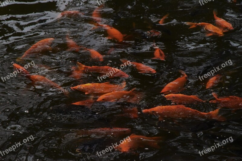 Fish Living Foods Goldfish Lake Free Photos