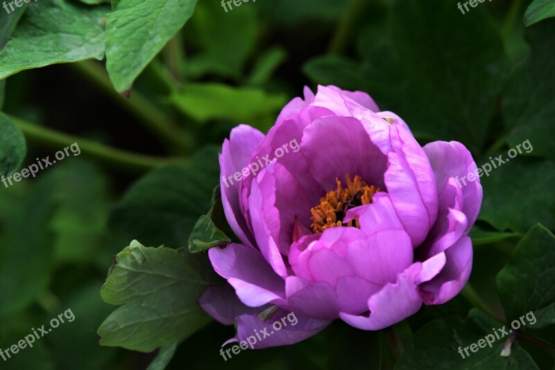 Peony Flowers Spring Desktop Background Color