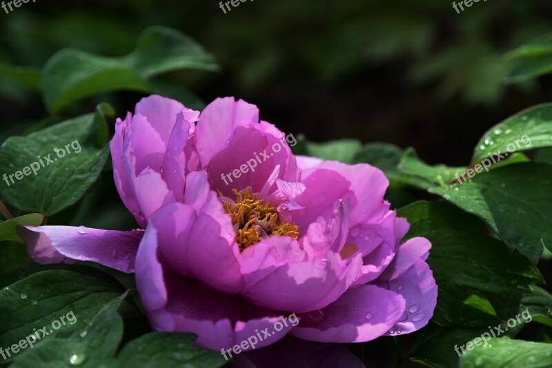 Peony Flowers Spring Desktop Background Color