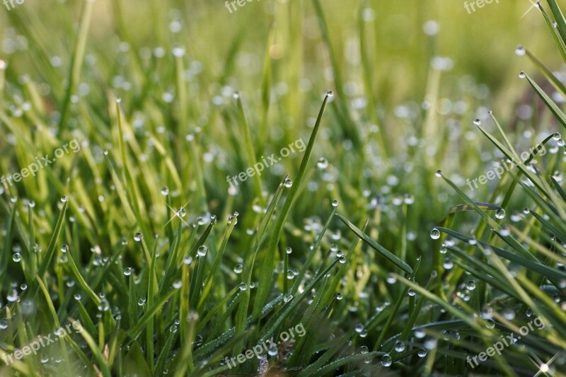 Natural Landscape Morning The Morning Dew Water