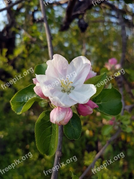 Apple Blossom Blooming Flower Plant White