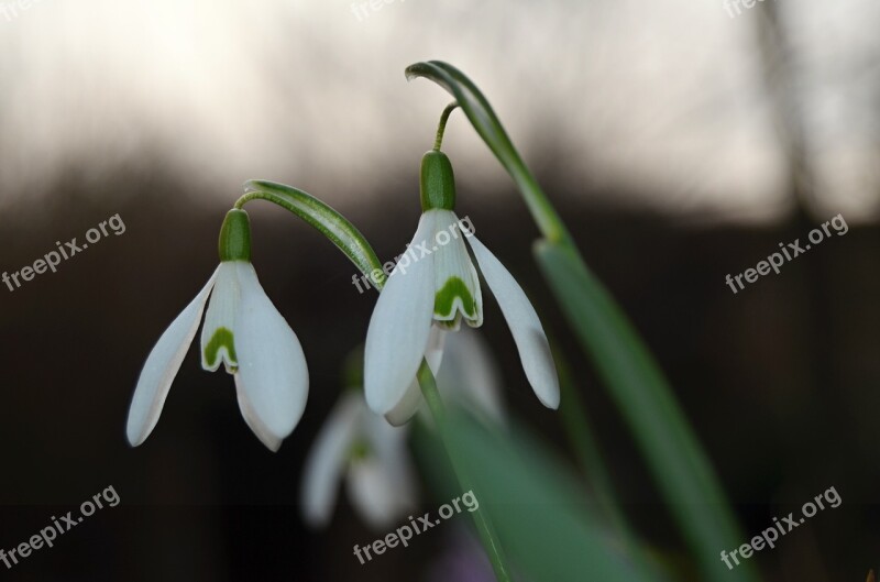 Flower Snowdrop Spring White Plants