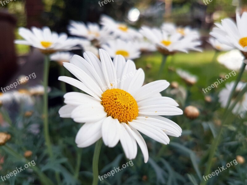 Blossom Flower Floral Nature Color