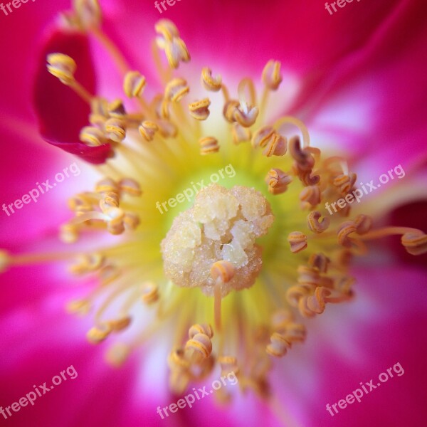 Flower Pink Sugar Pink Flowers Nature