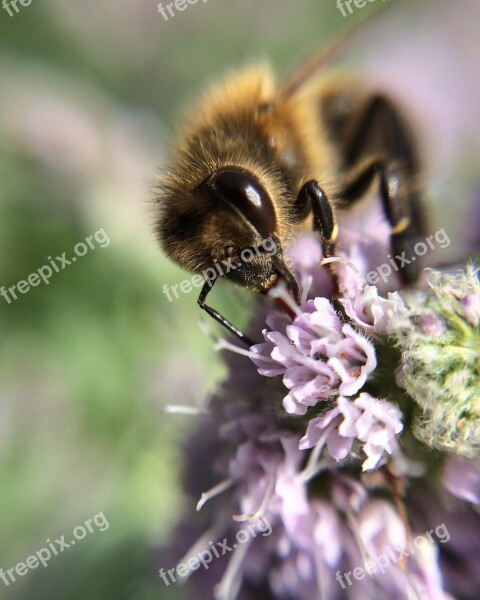 Bee Flower Purple At Work Nature