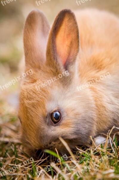 Bunny Rabbit Easter Spring Cute