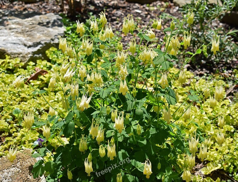 Columbine Full Bloom Flower Blossom Bloom