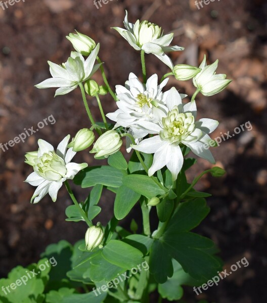 Columbine Full Bloom Double Flower Blossom