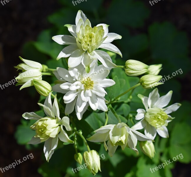 Columbine Full Bloom Double Flower Blossom