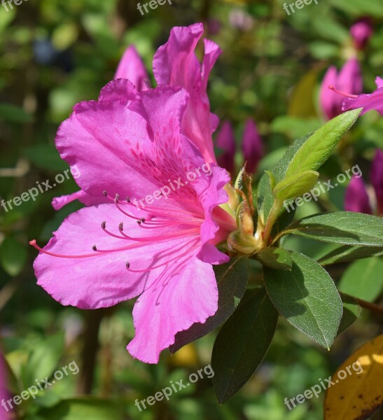 Hot Pink Azalea Azalea Flower Blossom Bloom