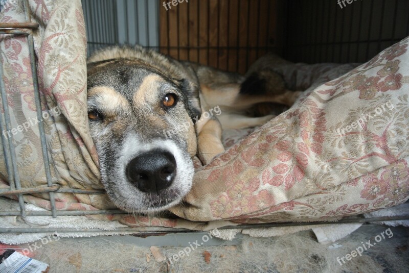 Dog Sleeping Waking Up Pet Cute