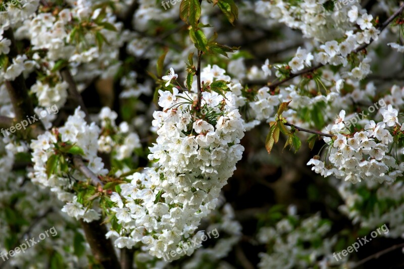 Cherry Cherry Blossom White Blossom Blossoms Flower Umbel